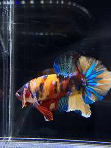 Male Halfmoon Plakat - Multicolor #2657 - Live Betta Fish