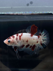 GIANT Male Halfmoon Plakat - Red Dot #2658 - Live Betta Fish