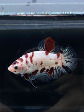 Load image into Gallery viewer, GIANT Male Halfmoon Plakat - Red Dot #2658 - Live Betta Fish
