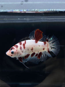 GIANT Male Halfmoon Plakat - Red Dot #2658 - Live Betta Fish