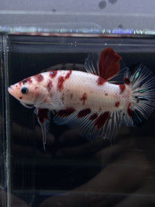 GIANT Male Halfmoon Plakat - Red Dot #2658 - Live Betta Fish