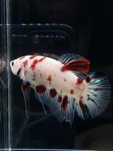 Load image into Gallery viewer, GIANT Male Halfmoon Plakat - Red Dot #2658 - Live Betta Fish
