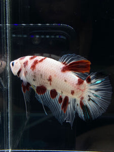 GIANT Male Halfmoon Plakat - Red Dot #2658 - Live Betta Fish