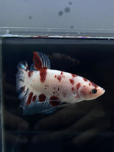 GIANT Male Halfmoon Plakat - Red Dot #2658 - Live Betta Fish