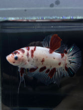 Load image into Gallery viewer, GIANT Male Halfmoon Plakat - Red Dot #2658 - Live Betta Fish
