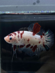 GIANT Male Halfmoon Plakat - Red Dot #2658 - Live Betta Fish