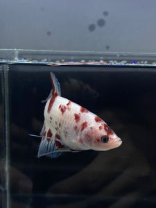 GIANT Male Halfmoon Plakat - Red Dot #2658 - Live Betta Fish