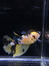 Load image into Gallery viewer, TOP GRADE Female Halfmoon - Yellow Galaxy #2659 - Live Betta Fish
