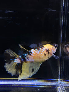 TOP GRADE Female Halfmoon - Yellow Galaxy #2659 - Live Betta Fish