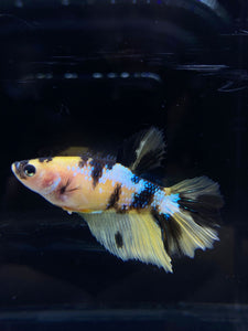 TOP GRADE Female Halfmoon - Yellow Galaxy #2659 - Live Betta Fish