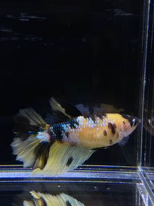 TOP GRADE Female Halfmoon - Yellow Galaxy #2659 - Live Betta Fish