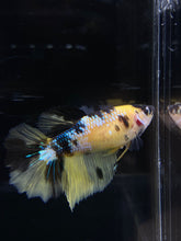 Load image into Gallery viewer, TOP GRADE Female Halfmoon - Yellow Galaxy #2659 - Live Betta Fish
