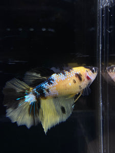 TOP GRADE Female Halfmoon - Yellow Galaxy #2659 - Live Betta Fish