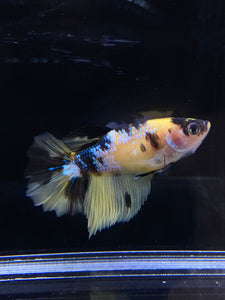 TOP GRADE Female Halfmoon - Yellow Galaxy #2659 - Live Betta Fish