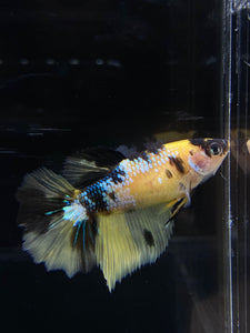 TOP GRADE Female Halfmoon - Yellow Galaxy #2659 - Live Betta Fish