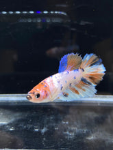 Load image into Gallery viewer, TOP GRADE Female Halfmoon - Candy #2660 - Live Betta Fish
