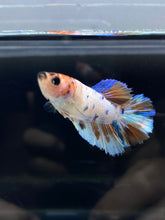 Load image into Gallery viewer, TOP GRADE Female Halfmoon - Candy #2660 - Live Betta Fish
