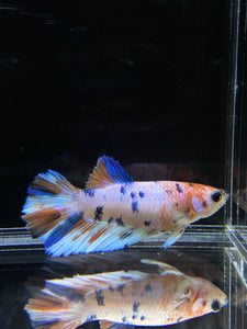 TOP GRADE Female Halfmoon - Candy #2660 - Live Betta Fish