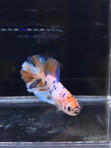 TOP GRADE Female Halfmoon - Candy #2660 - Live Betta Fish