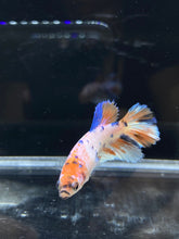 Load image into Gallery viewer, TOP GRADE Female Halfmoon - Candy #2660 - Live Betta Fish
