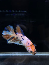 Load image into Gallery viewer, TOP GRADE Female Halfmoon - Candy #2660 - Live Betta Fish
