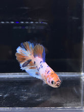 Load image into Gallery viewer, TOP GRADE Female Halfmoon - Candy #2660 - Live Betta Fish
