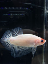 Load image into Gallery viewer, GIANT Male Halfmoon Plakat - Tancho #2661 - Live Betta Fish
