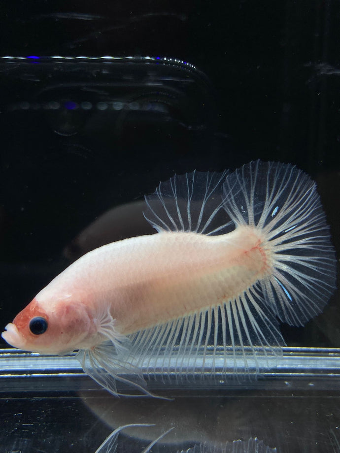 GIANT Male Halfmoon Plakat - Tancho #2661 - Live Betta Fish