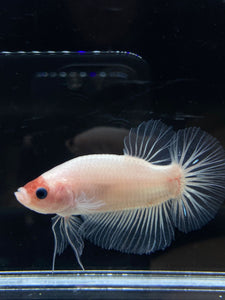 GIANT Male Halfmoon Plakat - Tancho #2661 - Live Betta Fish