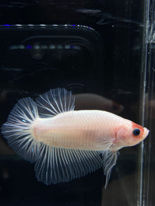 GIANT Male Halfmoon Plakat - Tancho #2661 - Live Betta Fish