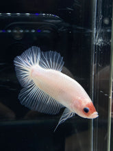 Load image into Gallery viewer, GIANT Male Halfmoon Plakat - Tancho #2661 - Live Betta Fish
