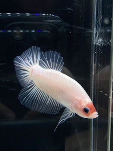 GIANT Male Halfmoon Plakat - Tancho #2661 - Live Betta Fish