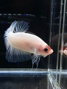 GIANT Male Halfmoon Plakat - Tancho #2661 - Live Betta Fish