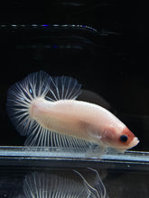 Load image into Gallery viewer, GIANT Male Halfmoon Plakat - Tancho #2661 - Live Betta Fish
