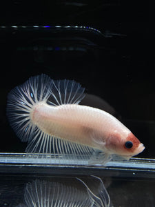 GIANT Male Halfmoon Plakat - Tancho #2661 - Live Betta Fish