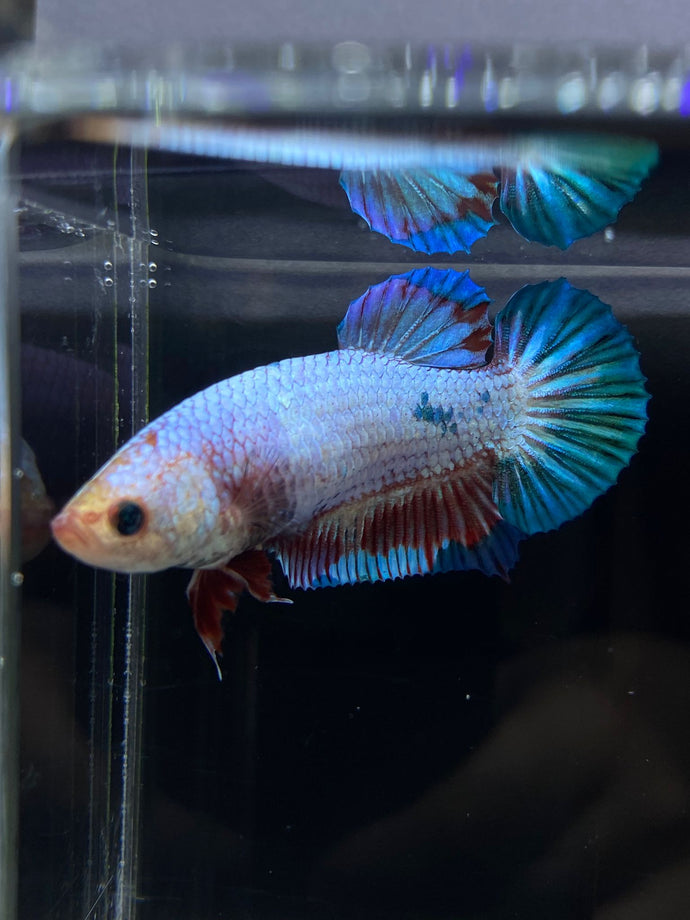 GIANT Female Halfmoon Plakat - Fancy Dragon #2665 Live Betta Fish