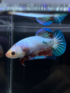 GIANT Female Halfmoon Plakat - Fancy Dragon #2665 Live Betta Fish