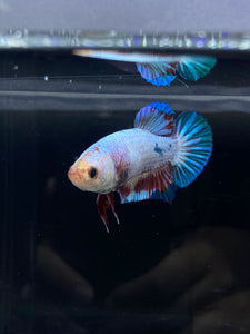 GIANT Female Halfmoon Plakat - Fancy Dragon #2665 Live Betta Fish