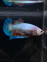 Load image into Gallery viewer, GIANT Female Halfmoon Plakat - Fancy Dragon #2665 Live Betta Fish
