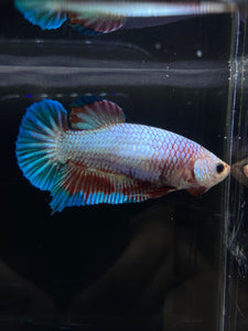 GIANT Female Halfmoon Plakat - Fancy Dragon #2665 Live Betta Fish