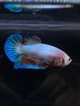 Load image into Gallery viewer, GIANT Female Halfmoon Plakat - Fancy Dragon #2665 Live Betta Fish
