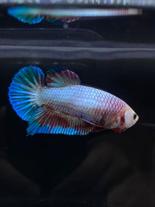 GIANT Female Halfmoon Plakat - Fancy Dragon #2665 Live Betta Fish