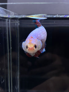 GIANT Female Halfmoon Plakat - Fancy Dragon #2665 Live Betta Fish