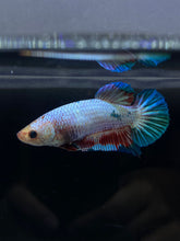 Load image into Gallery viewer, GIANT Female Halfmoon Plakat - Fancy Dragon #2665 Live Betta Fish
