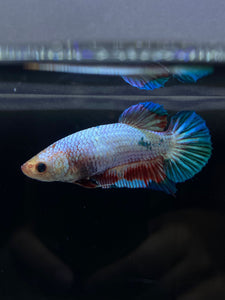 GIANT Female Halfmoon Plakat - Fancy Dragon #2665 Live Betta Fish