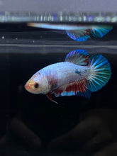 Load image into Gallery viewer, GIANT Female Halfmoon Plakat - Fancy Dragon #2665 Live Betta Fish
