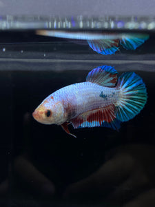 GIANT Female Halfmoon Plakat - Fancy Dragon #2665 Live Betta Fish