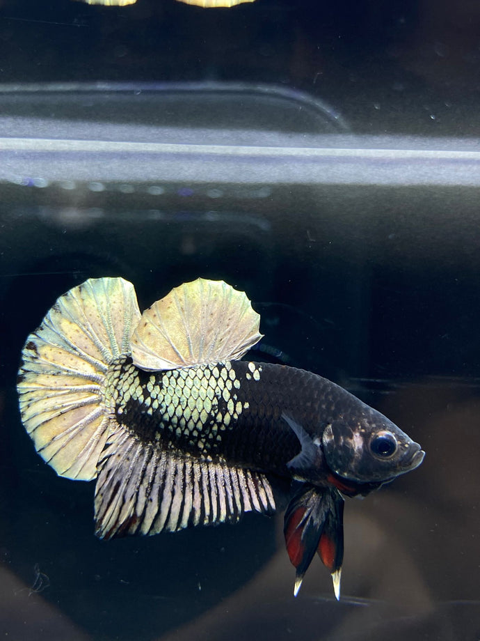 Male Halfmoon Plakat - Gold Avatar #2667 - Live Betta Fish