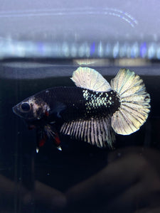 Male Halfmoon Plakat - Gold Avatar #2667 - Live Betta Fish