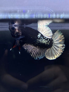 Male Halfmoon Plakat - Gold Avatar #2667 - Live Betta Fish